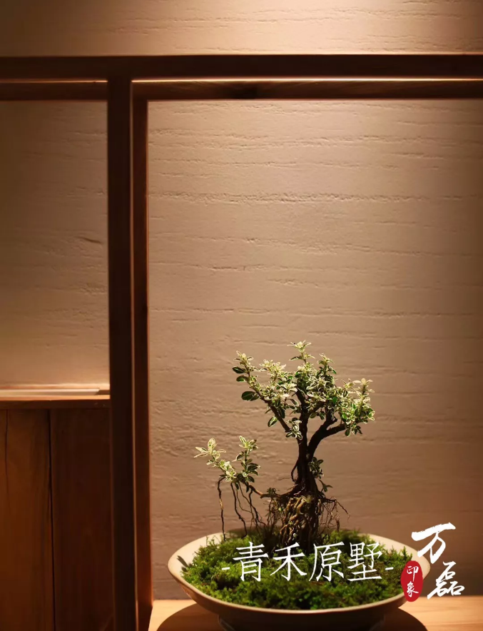 好色先生TV下载安装印象 | 赋予浙江青禾原墅VillablueTree本色气息